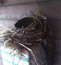 Das Nest des Jahres