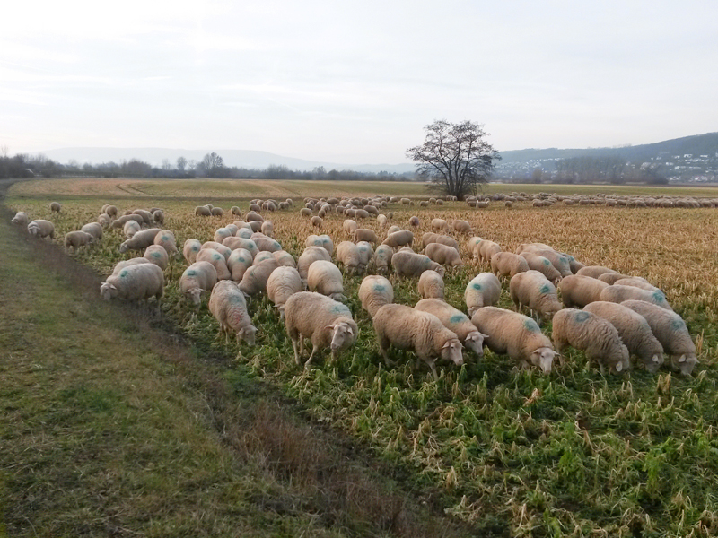 250 Schafe auf Tour