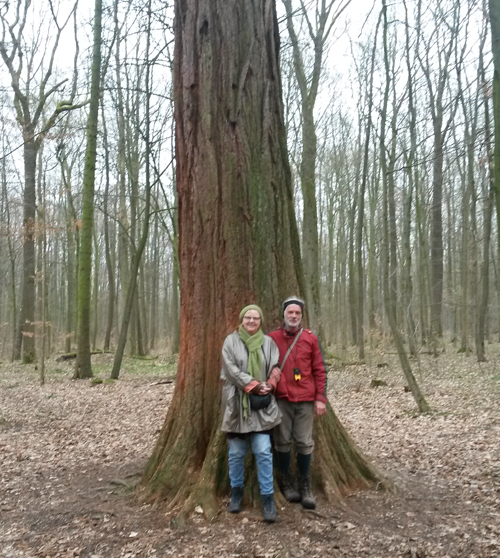 Der Mammutbaum im Thüringer Stadtwald